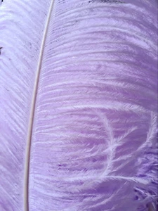 Plumas/plumas/ala/pluma de avestruz lila lavanda 22-24 pulgadas 5 piezas - Imagen 1 de 5