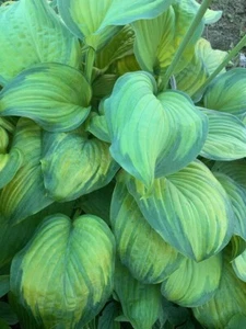 Hosta ‘Ambrosia ’ Plantain Lily Plant Shipping Spring 2025 - Picture 1 of 5