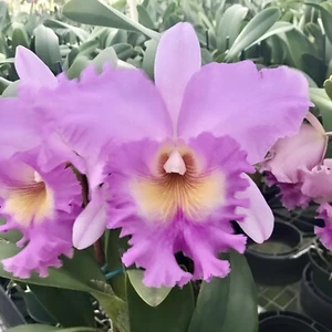 Cattleya Griprathum Pink X Mahina Yahiro Comes in 4" Pot - Picture 1 of 2