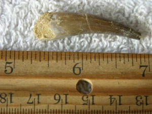 Dinosaur fossil tooth Pliosaurus Jurassic Marine reptile RARE 1.25-2 inch DX06 - Picture 1 of 2