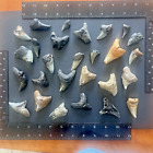 Parotodus Benedeni - False Mako Shark Teeth - Lot Of 27 Authentic Fossil Teeth