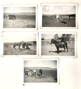 X5 Vintage FOTOS Konvolut SCHÖNE PFERDE AUF EINEM BAUERNHOF GESATTELT GRASEND 40er Jahre B - Bild 1 von 5
