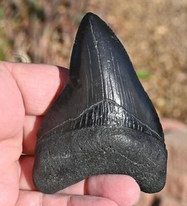 Giant Fossil Megalodon tooth 3.88 inches, A+ Grade, Beaufort County, SC, U.S.A - Picture 1 of 12