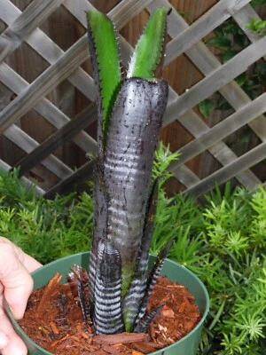 Billbergia DARTH VADER Bromeliad one tropical plant *TALL* - Image 1 of 4