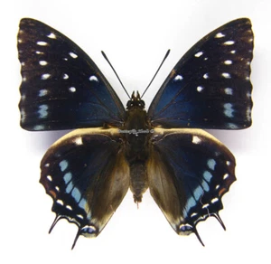 Mariposa/Nymphalidae sin montar - Charaxes etesipe etesipe, macho, coche - Imagen 1 de 2