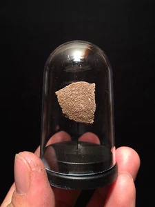 Globe Funda Huevo Fósil Dinosaurio Saltasaurus/Cáscara de Huevo Fossil - Imagen 1 de 7