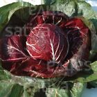 Radicchio Palla rossa 4050 TT, do jesiennych zbiorów i przechowywania, nasiona ORGANICZNE, 1,25g