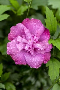 Hibiscus syriacus 'Magenta Chiffon', Roseneibisch, magenta, 80–100 cm - Bild 1 von 1