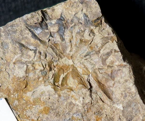 Ultra RARE ! Museum complete silurian unknown oldest Rosette land plant fossil ! - Picture 1 of 12
