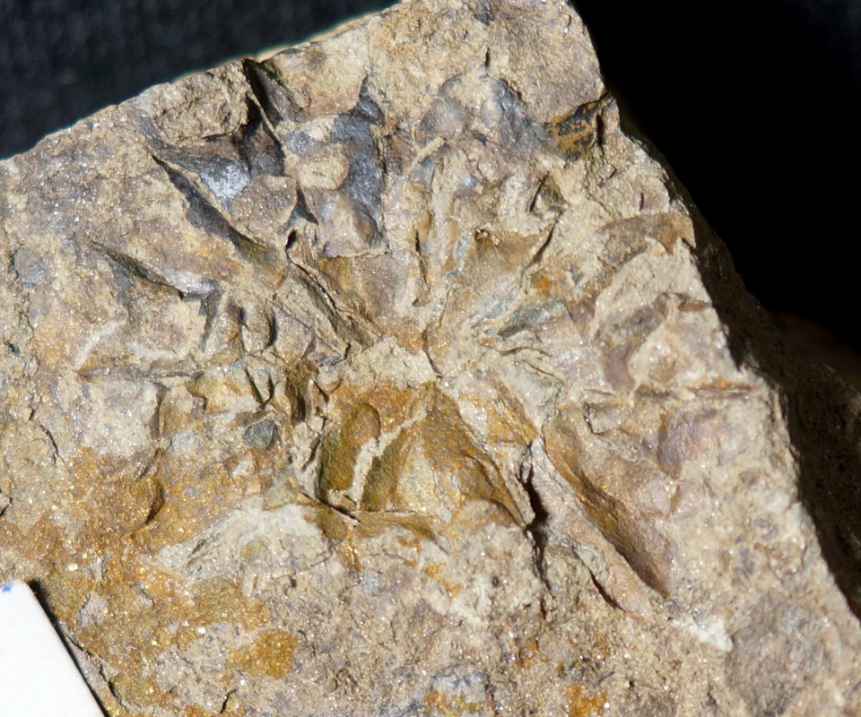 Ultra RARE ! Museum complete silurian unknown oldest Rosette land plant fossil ! - Image 1 of 4
