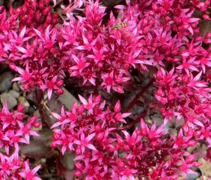 SEDUM DRAGON'S BLOOD Sedum Spurium - 1.000 semillas a granel - Imagen 1 de 1