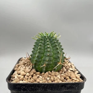 Euphorbia Stellispina Vaso 10 Cm 10 Cm, Pianta Stella - Photo 1/6