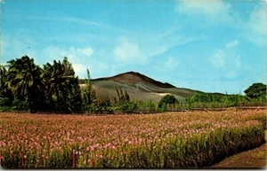 Chrome Postcard Vanda Orchid Fields Big Island Hawaii HI Kapoho UNP - Picture 1 of 2