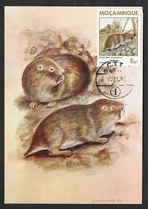 Mozambique Mole Rat 1983 maxicard on stationery postcard Cryptomys hottentotus - Picture 1 of 2