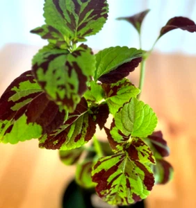 Rare Mosaic Coleus Rooted Plant Genuine Fast Shipping Live Flower best offer - Picture 1 of 1