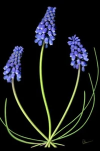 Bulbs: Grape Muscari: $40 For 5 Bulbs : Free Postage - Picture 1 of 4