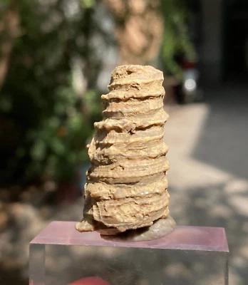 12 Gram Genus Turritella Fossil any of several species of gastropods snails - Image 1 of 4