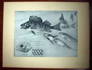 POISSON LA PERCHE Mathurin MEHEUT planche tirage original ETUDES D'ANIMAUX 1911 - Bild 1 von 2