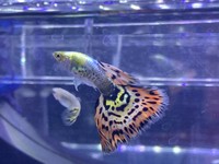 hikari usa tropical fancy guppy