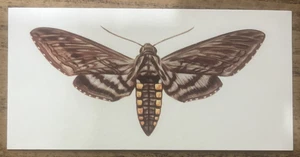 Vintage - 1962 - Gelles Widmer - Insect CARD -Sphinx Moth - Picture 1 of 2
