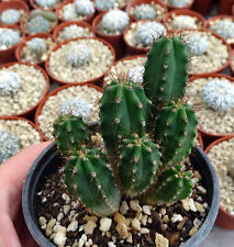 ECHINOPSIS pacha noi cactus copiapoa kakteen ortegocactus  cacti astrophytum