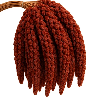 2 kg Rote Kolbenhirse Premiumqualität – Vogelhirse für Wellensittiche Kanarien - Bild 1 von 2