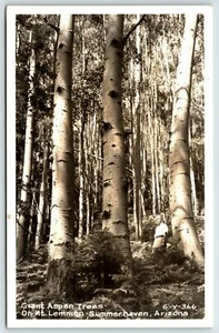 RPPC Giant Aspen Trees Mt Lemmon Summerhaven Arizona  A13 - Picture 1 of 1