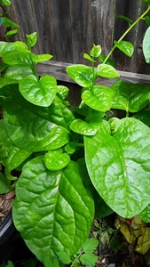 50 Organic Green Stem Malabar Spinach Alugbati Mong Toi Poi Sang Ceylon seeds  - Picture 1 of 5