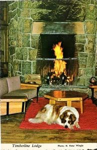 Timberline Lodge OR St. Bernard Dog Vintage 4x6 Continental Postcard Deckle edge - Picture 1 of 2