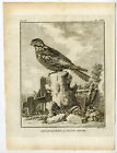 Antique Print-EUROPEAN NIGHTJAR-COMMON GOATSUCKER-PL 24-de Seve-Buffon-Hulk-1775