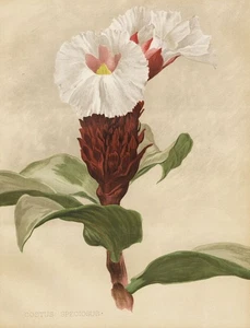 Costus Speciosus Costwurzel Kostwurz Kostus Botany Robinson Litho - Picture 1 of 1