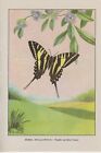 1917 Vintage BUTTERFLY "ZEBRA SWALLOWTAIL" WOW LOVELY COLOR ART PLATE Lithograph