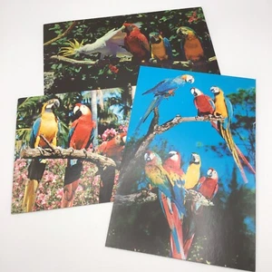 Vintage Postcards Tropical Birds Parrot Jungle Macaws Florida Lot Of 3 - Picture 1 of 4
