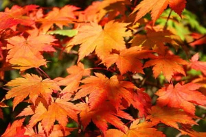 Full Moon Maple, Acer japonicum, Tree Seeds (Fall Color, Bonsai, Hardy, Easy) - Picture 1 of 11