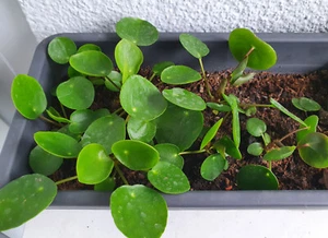 Pilea Peperomioides 3 Ableger - Setzlinge (gut bewurzelt) Glückstaler Geldbaum - Bild 1 von 4