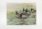 Barnacle Geese 1957 Beautiful Colour Vintage Bird Print by G.E.Lodge Great Gift