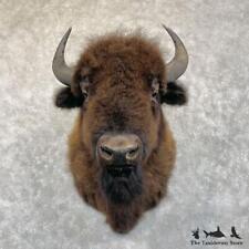 #28530 EL | American Buffalo Bison Taxidermy Shoulder Mount For Sale