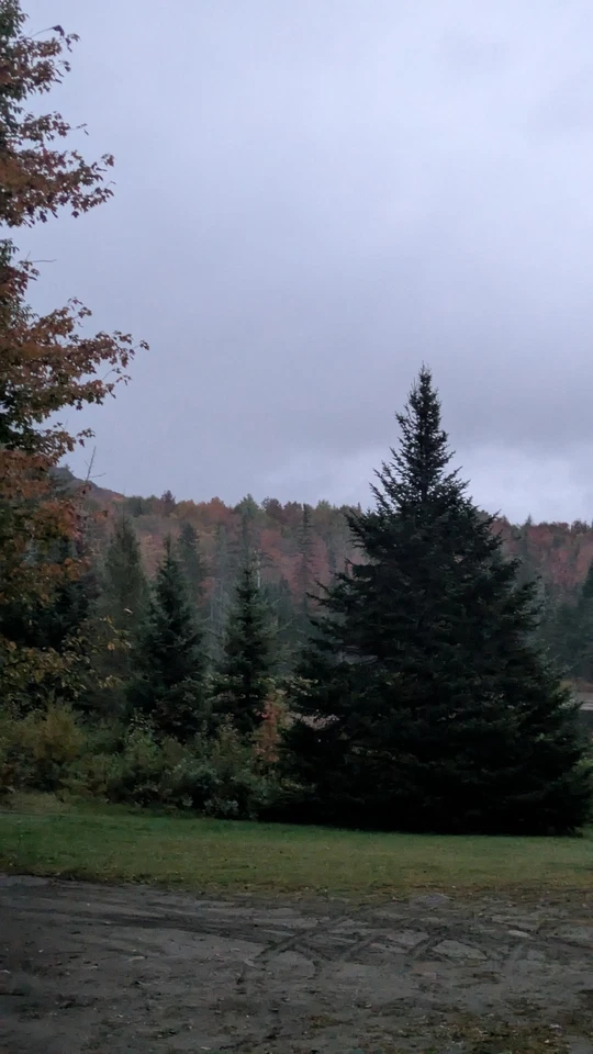 Norway Spruce Tree Seedlings Ready To Plant - Image 1 of 1