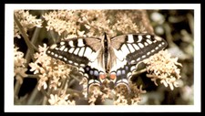 Grandee British Butterflies 1983 - Swallowtail No. 30