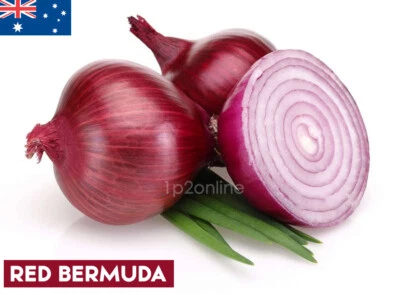 1000 Red Bermuda Seeds Onion Sweet Juicy Onions Vegetable Plant Australia - Image 1 of 4