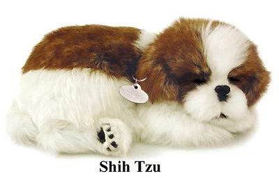 SHIH TZU- Il cucciolo che respira - PERFECT PETZZZ - Bild 1 von 2