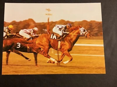 SECRETARIAT 12  PHOTOS Horse Racing  1973 Triple Crown - Image 1 of 4