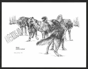#322 WOLF PACK * Wildlife art print Pen and ink drawing by Jan Jellins - Picture 1 of 9