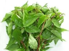 🌼 Bangladeshi Red Nali Shak Egyptian Spinach Jute Molokhia Path Shak Seeds 