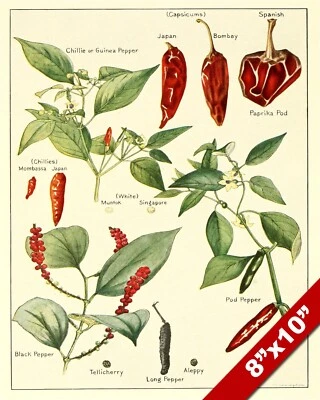 ESPECIAS CHILE PIMENTÓN COCINA DIBUJO PINTURA ARTE IMPRESIÓN SOBRE LIENZO REAL Foto 1 de 4