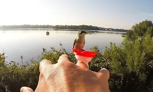 Hummingbird Ring Feeder Red Hand Feed Hummingbirds Right in Your Backyard NEW - Picture 1 of 7