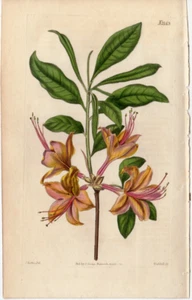 Curtis 1820 Antique botanical garden flower print: Flame-colored Azalea #2143 - Picture 1 of 2
