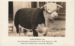 Catonsville MD SUPER DOMINO 19th Grand Champion 1938 Live Stock Exposition - Bild 1 von 2
