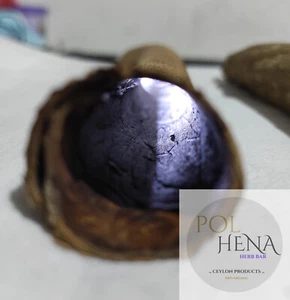 Almond Tree Bark Tube Seemandelbaumrinde Bark 1 oz Catappa 2cm Ø Cave Hideout - Picture 1 of 6