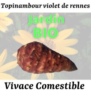 🌻🫚Topinambour violet de rennes 5 tubercules bio bulbes legume vivace.